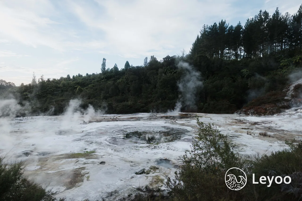 Steam rising from geothermal water surrounded by trees in Rotorua